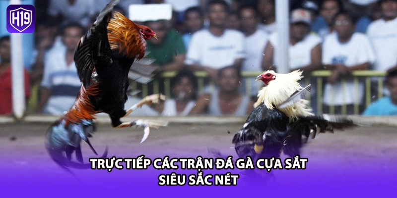 Trực tiếp các trận đá gà cựa sắt siêu sắc nét 